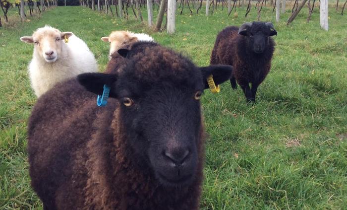 Sheep